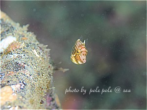 f:id:polepole-at-sea:20190301232714j:plain f:id:polepole-at-sea:20190301232714j:plain