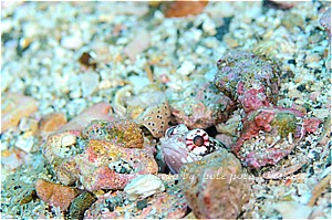 f:id:polepole-at-sea:20190301232747j:plain f:id:polepole-at-sea:20190301232747j:plain