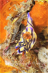 f:id:polepole-at-sea:20190301233147j:plain f:id:polepole-at-sea:20190301233147j:plain