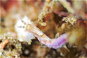 f:id:polepole-at-sea:20190301233332j:plain f:id:polepole-at-sea:20190301233332j:plain