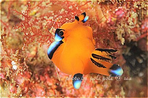 f:id:polepole-at-sea:20190301233418j:plain f:id:polepole-at-sea:20190301233418j:plain