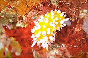 f:id:polepole-at-sea:20190301233511j:plain f:id:polepole-at-sea:20190301233511j:plain