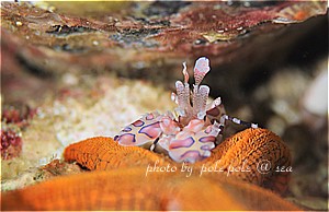 f:id:polepole-at-sea:20190308232840j:plain