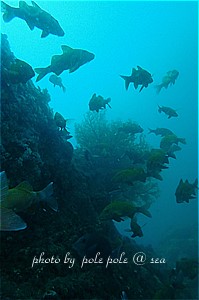 f:id:polepole-at-sea:20190328224030j:plain