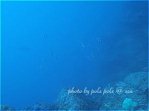 f:id:polepole-at-sea:20190428184618j:plain