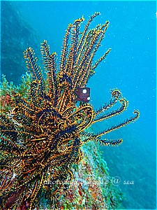 f:id:polepole-at-sea:20190428185348j:plain