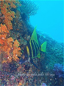 f:id:polepole-at-sea:20190428185545j:plain