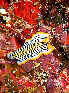 f:id:polepole-at-sea:20190428185607j:plain