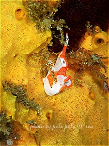 f:id:polepole-at-sea:20190430183817j:plain f:id:polepole-at-sea:20190430183817j:plain