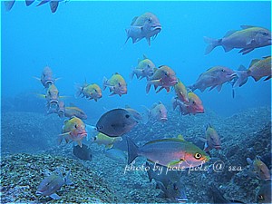 f:id:polepole-at-sea:20190503235603j:plain