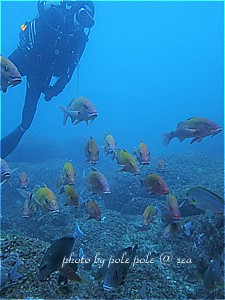 f:id:polepole-at-sea:20190503235649j:plain