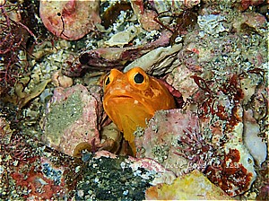 f:id:polepole-at-sea:20190507002131j:plain