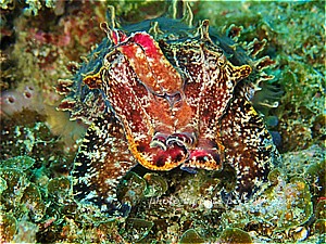 f:id:polepole-at-sea:20190507002155j:plain