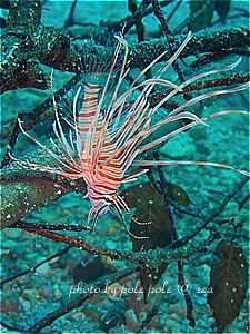 f:id:polepole-at-sea:20190507002215j:plain