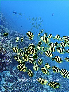 f:id:polepole-at-sea:20190507002243j:plain