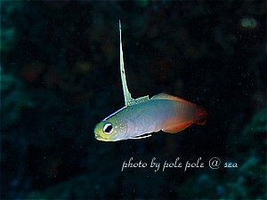 f:id:polepole-at-sea:20190507002308j:plain