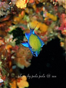 f:id:polepole-at-sea:20190507002340j:plain