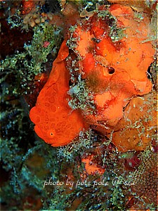 f:id:polepole-at-sea:20190507002855j:plain