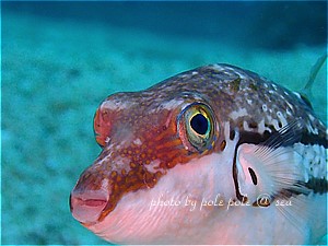 f:id:polepole-at-sea:20190510215054j:plain