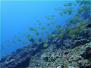 f:id:polepole-at-sea:20190510215151j:plain