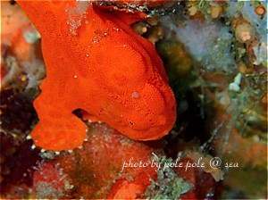 f:id:polepole-at-sea:20190510215256j:plain