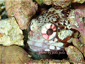 f:id:polepole-at-sea:20190510215404j:plain