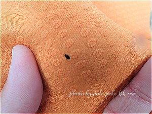 f:id:polepole-at-sea:20190510215919j:plain