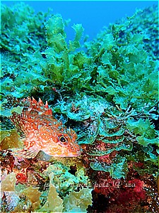 f:id:polepole-at-sea:20190512143533j:plain