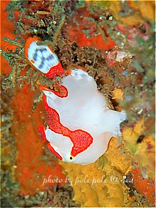 f:id:polepole-at-sea:20190512143548j:plain