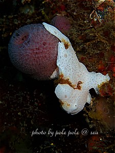 f:id:polepole-at-sea:20190512143606j:plain