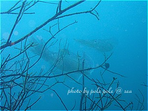 f:id:polepole-at-sea:20190516235624j:plain f:id:polepole-at-sea:20190516235624j:plain