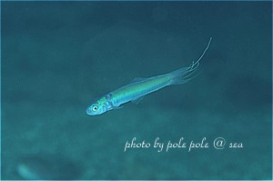 f:id:polepole-at-sea:20190705213751j:plain