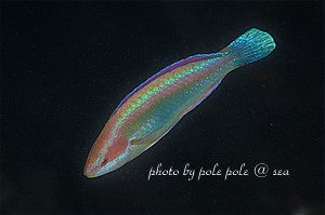 f:id:polepole-at-sea:20190705213913j:plain