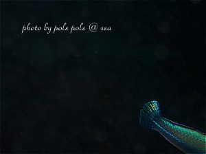 f:id:polepole-at-sea:20190706233219j:plain f:id:polepole-at-sea:20190706233219j:plain