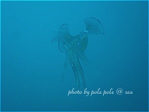 f:id:polepole-at-sea:20190730213857j:plain