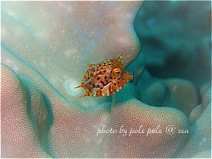 f:id:polepole-at-sea:20190730214453j:plain