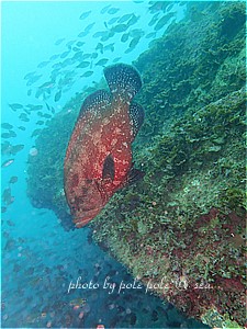 f:id:polepole-at-sea:20190817220720j:plain