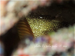f:id:polepole-at-sea:20190817220819j:plain