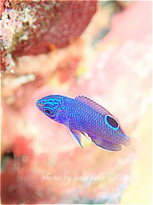 f:id:polepole-at-sea:20190817221019j:plain