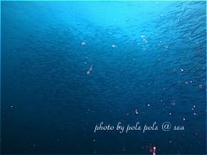 f:id:polepole-at-sea:20190824233743j:plain