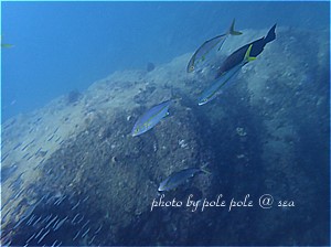 f:id:polepole-at-sea:20190915234204j:plain