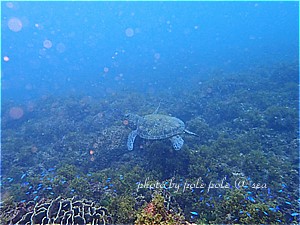 f:id:polepole-at-sea:20190929000512j:plain