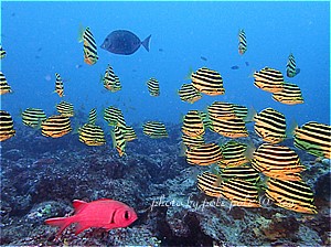 f:id:polepole-at-sea:20190929000540j:plain