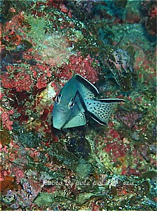 f:id:polepole-at-sea:20190929000602j:plain