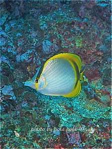 f:id:polepole-at-sea:20190929000733j:plain