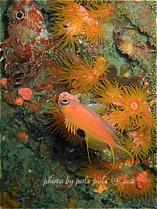 f:id:polepole-at-sea:20190929000759j:plain