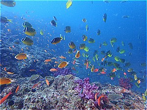 f:id:polepole-at-sea:20190929000829j:plain