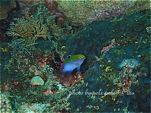 f:id:polepole-at-sea:20190929000857j:plain