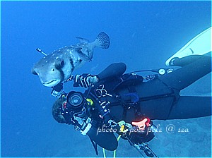 f:id:polepole-at-sea:20191117194725j:plain f:id:polepole-at-sea:20191117194725j:plain