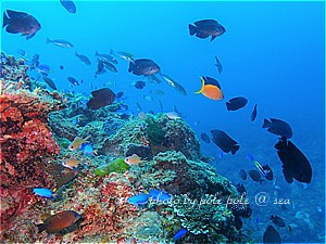 f:id:polepole-at-sea:20191123220917j:plain